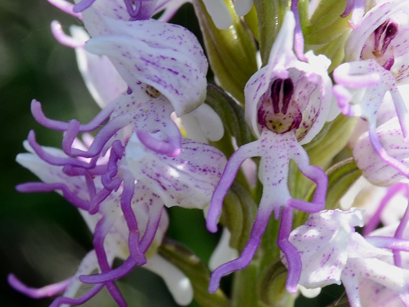 Orchis simia