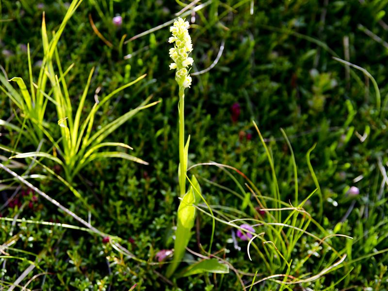 Pseudorchis albida