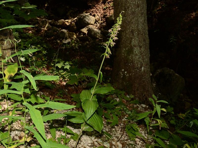 Epipactis helleborine