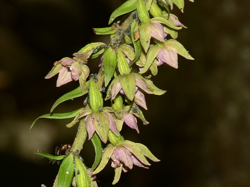 Epipactis helleborine