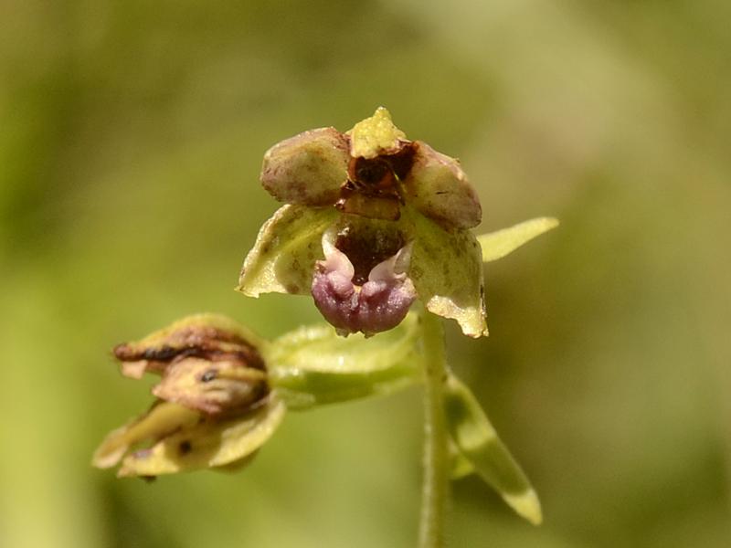 Epipactis helleborine