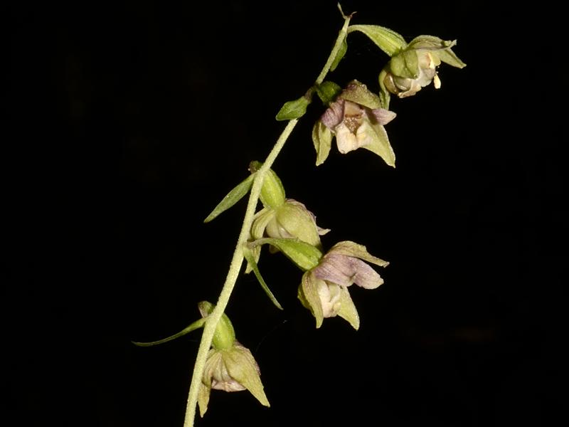 Epipactis helleborine