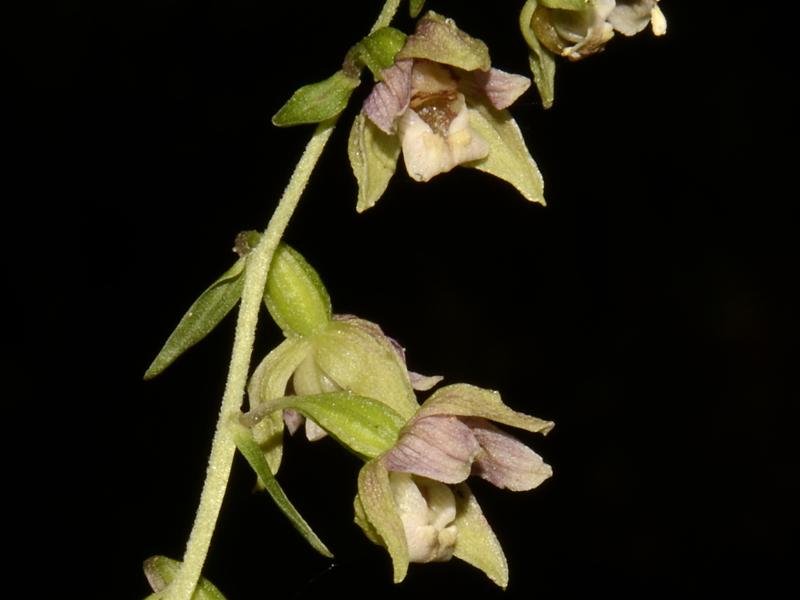 Epipactis helleborine