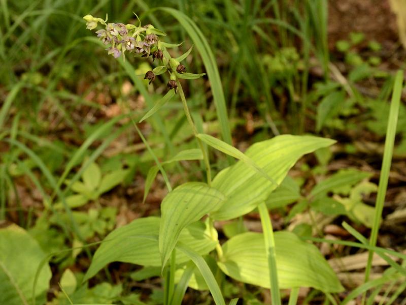 Epipactis helleborine