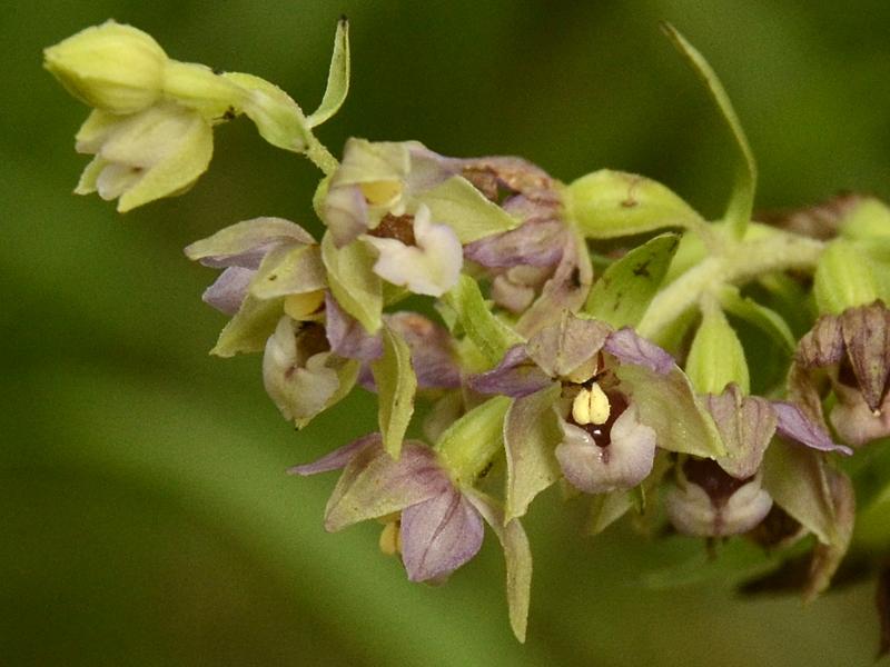 Epipactis helleborine