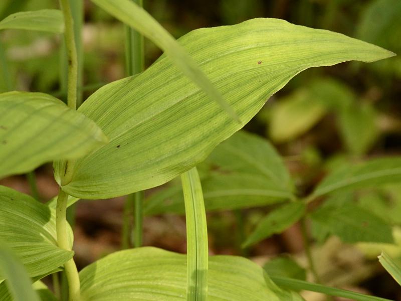 Epipactis helleborine