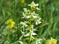 Weiße Waldhyazinthe