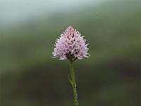 Kugel-Orchis