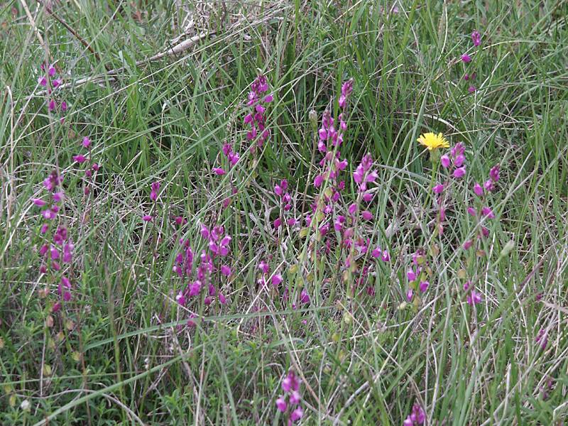 Polygala nicaeensis