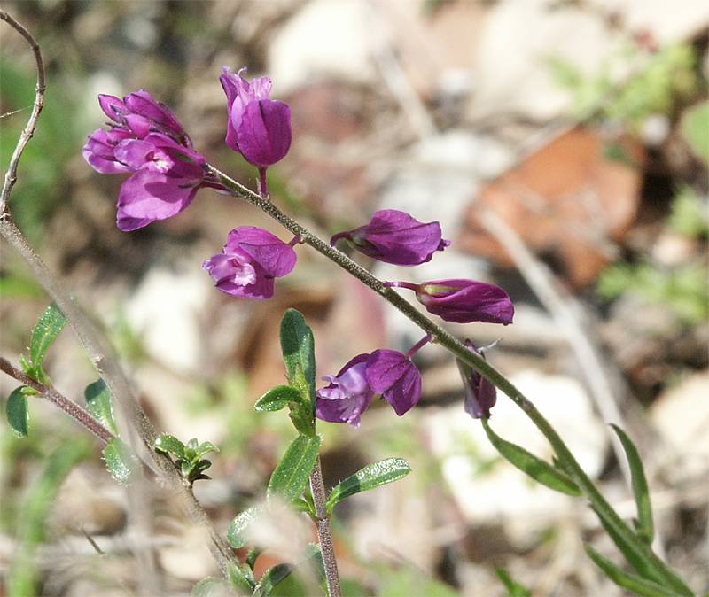 Polygala nicaeensis