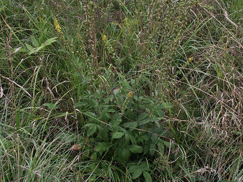 Agrimonia eupatoria