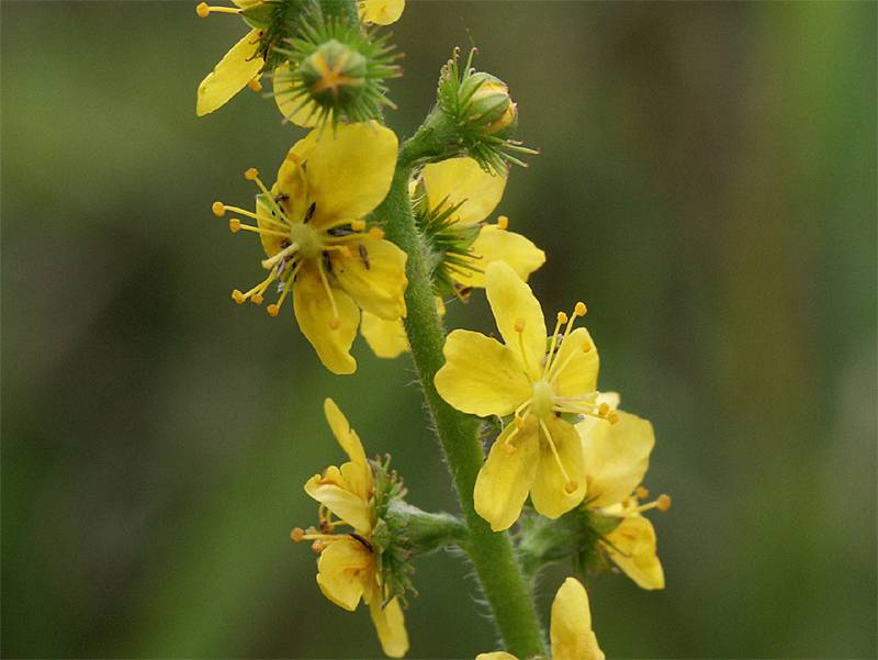 Agrimonia eupatoria