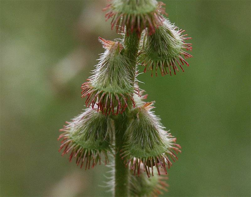 Agrimonia eupatoria