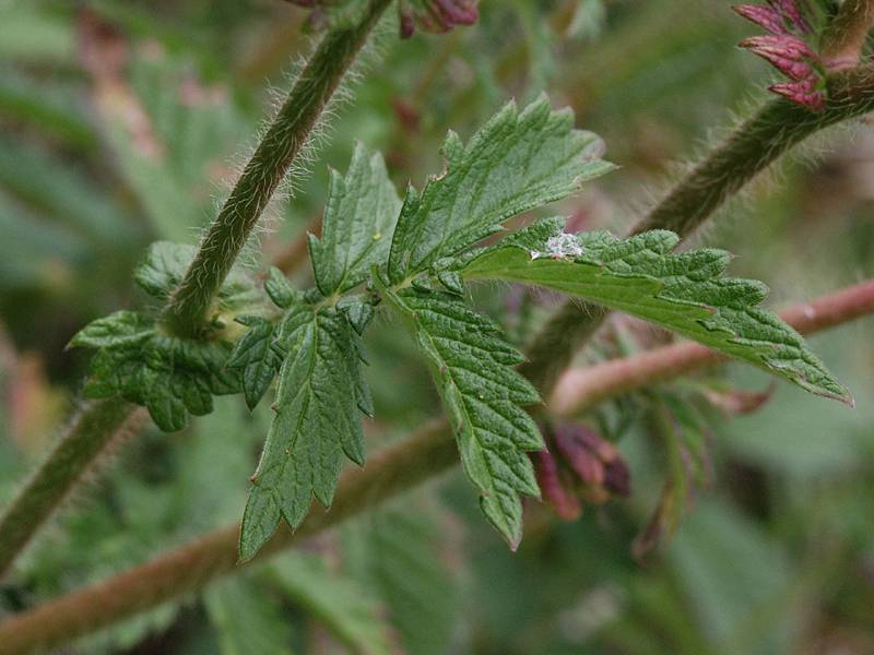 Agrimonia eupatoria