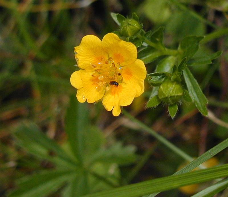 Potentilla aurea