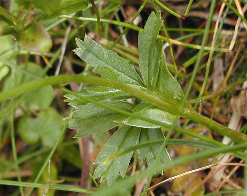 Potentilla aurea