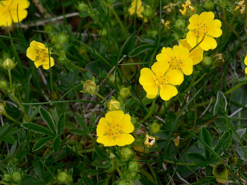 Potentilla aurea