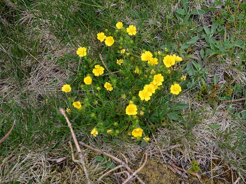 Potentilla aurea