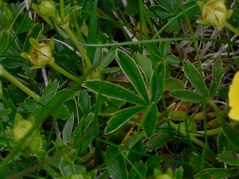 Potentilla aurea