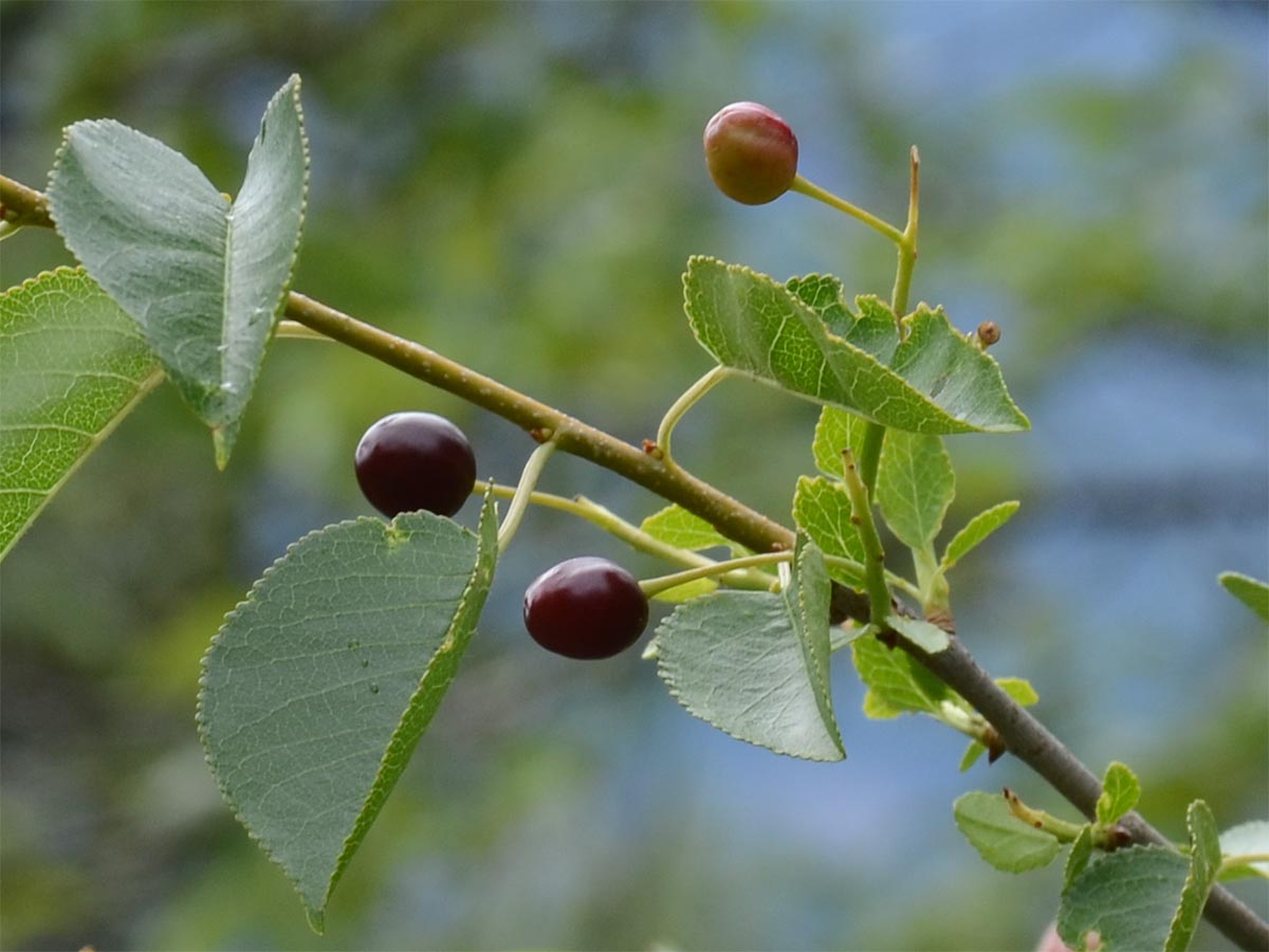 Prunus mahaleb