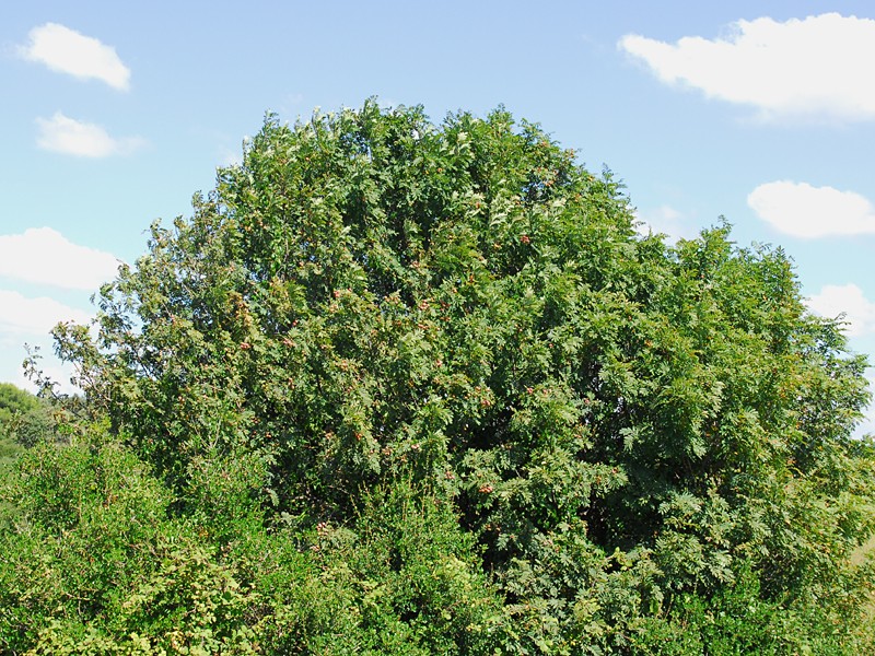 Sorbus domestica