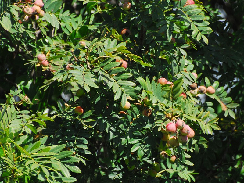 Sorbus domestica