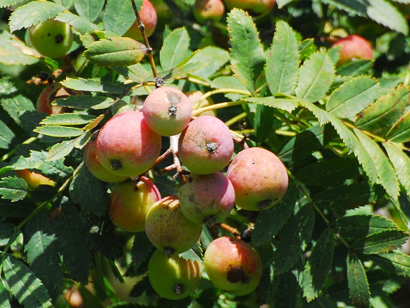 Sorbus domestica