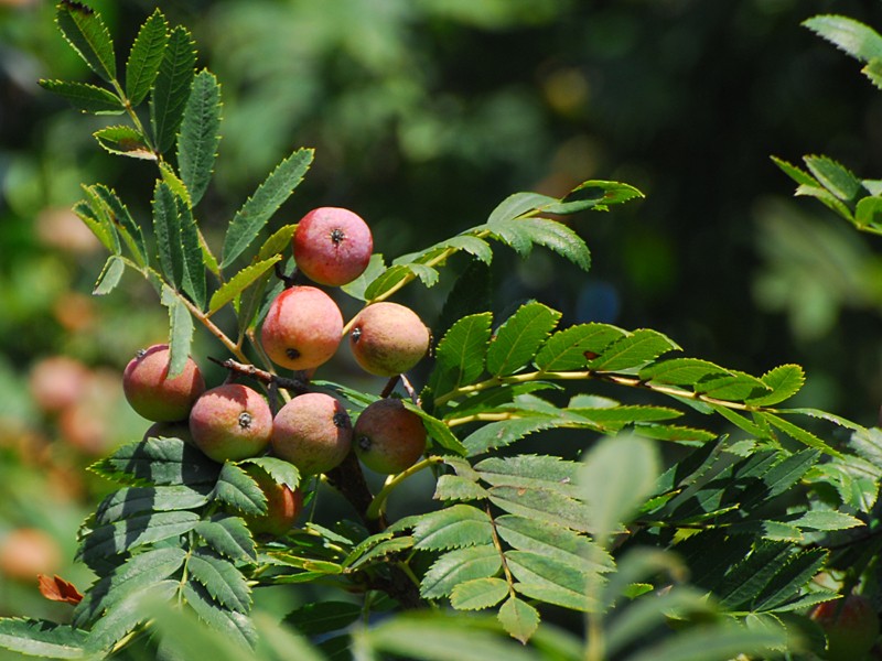 Sorbus domestica