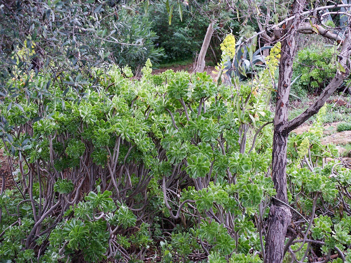 Aeonium arboreum