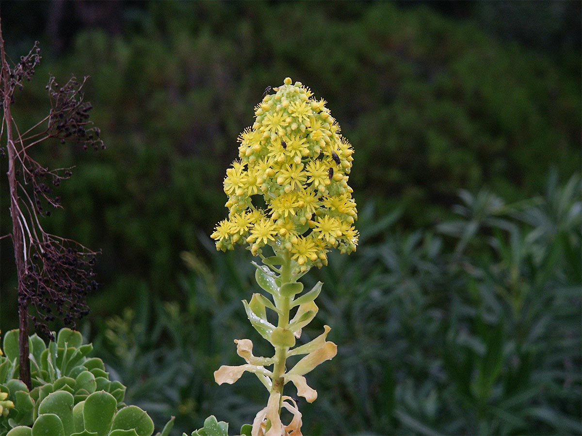 Aeonium arboreum