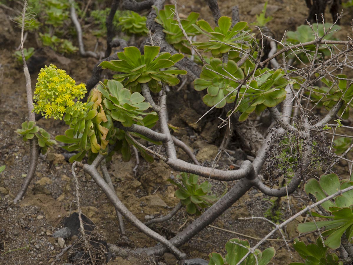 Aeonium arboreum