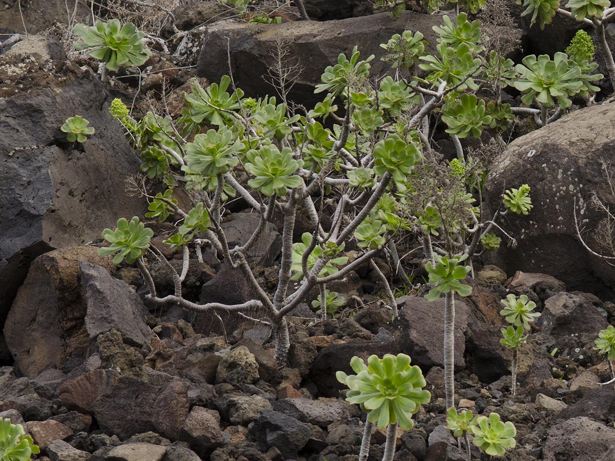 Aeonium arboreum