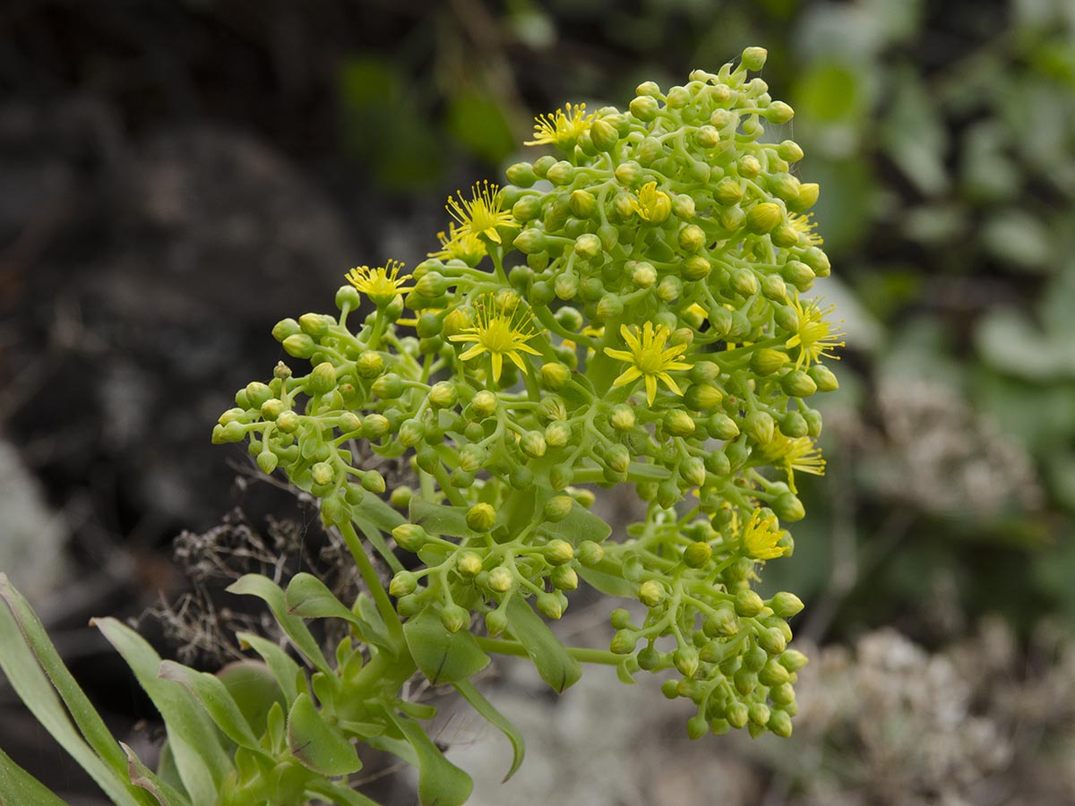 Aeonium arboreum