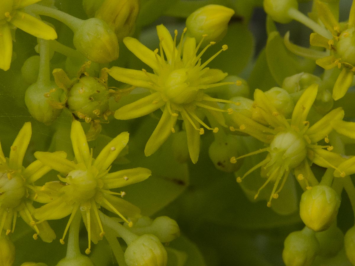 Aeonium arboreum