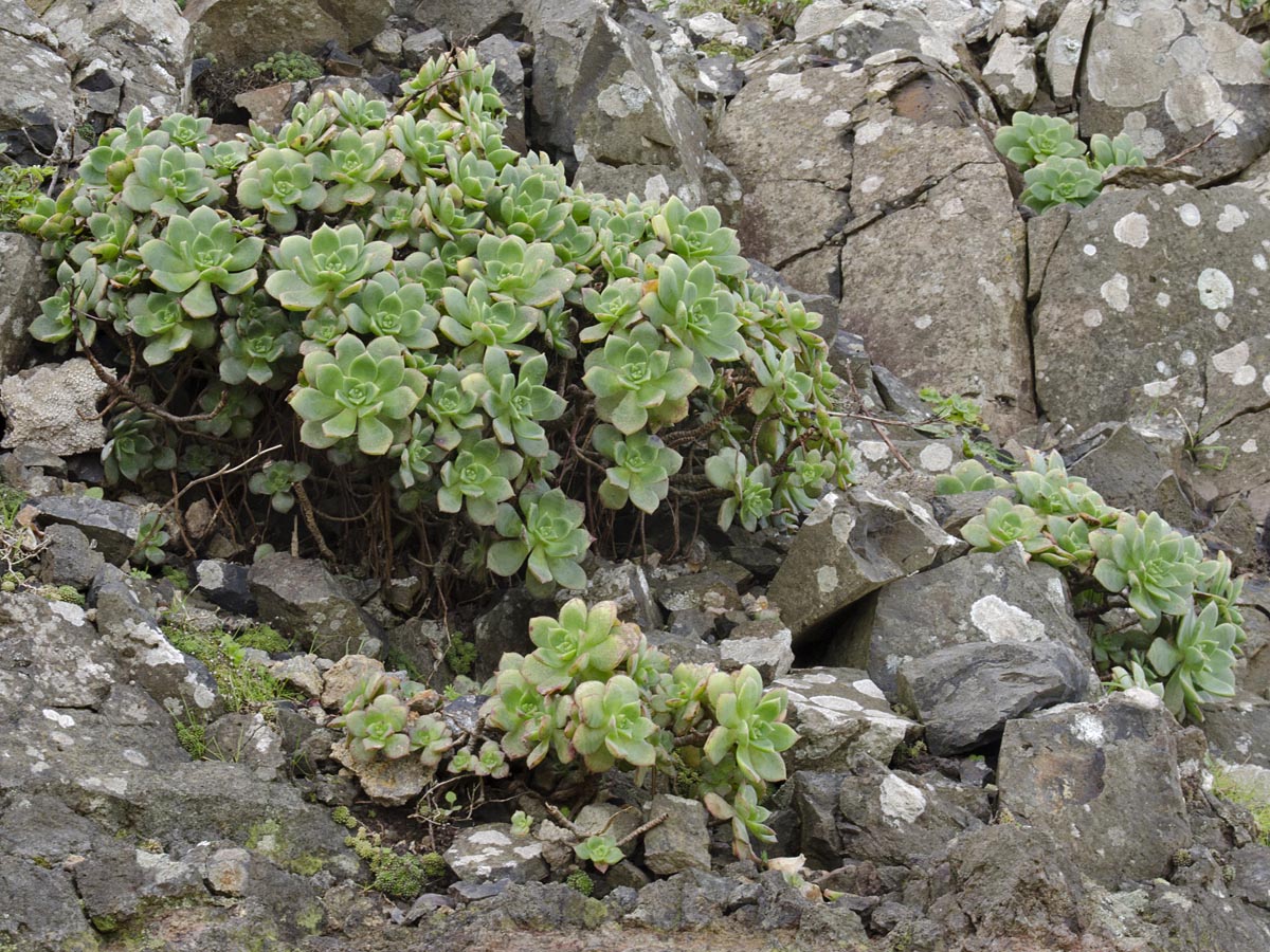 Aeonium haworthii