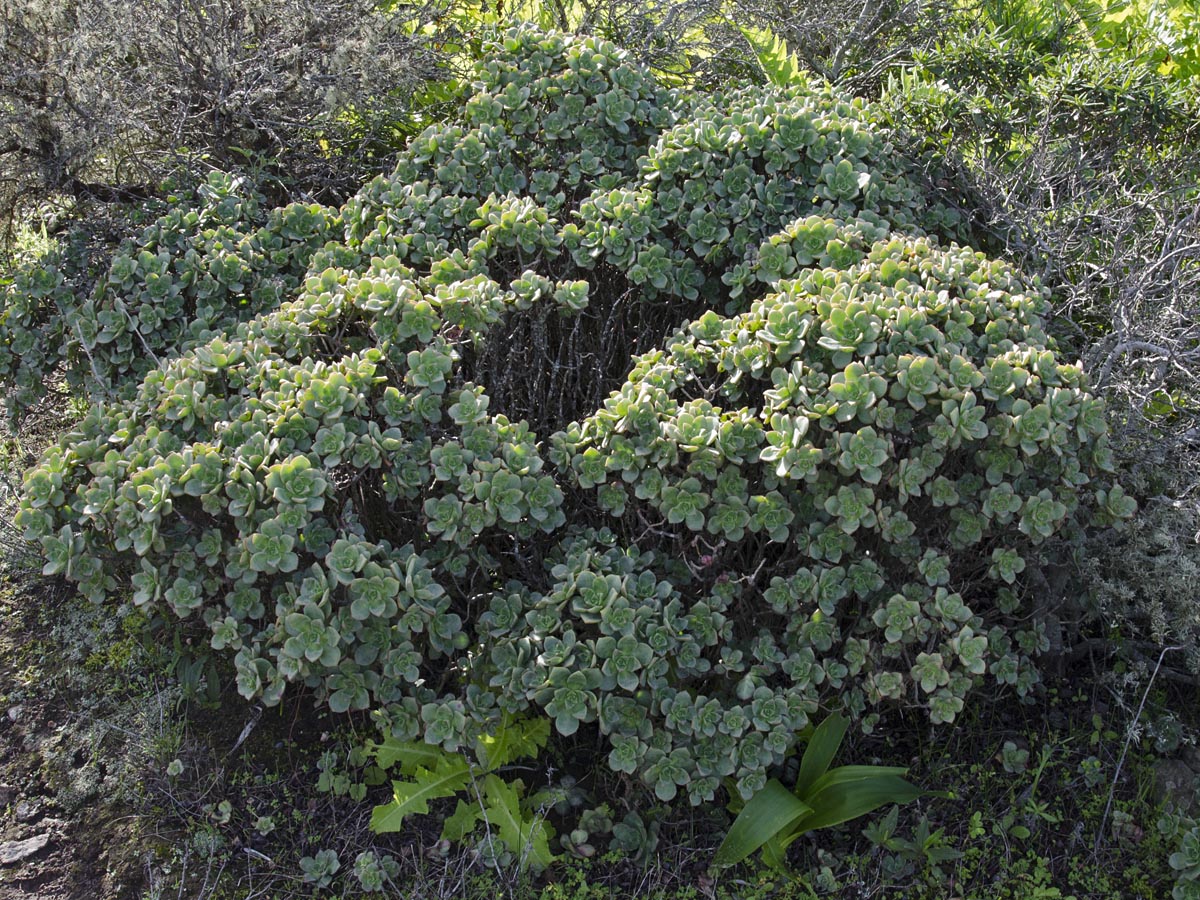 Aeonium haworthii