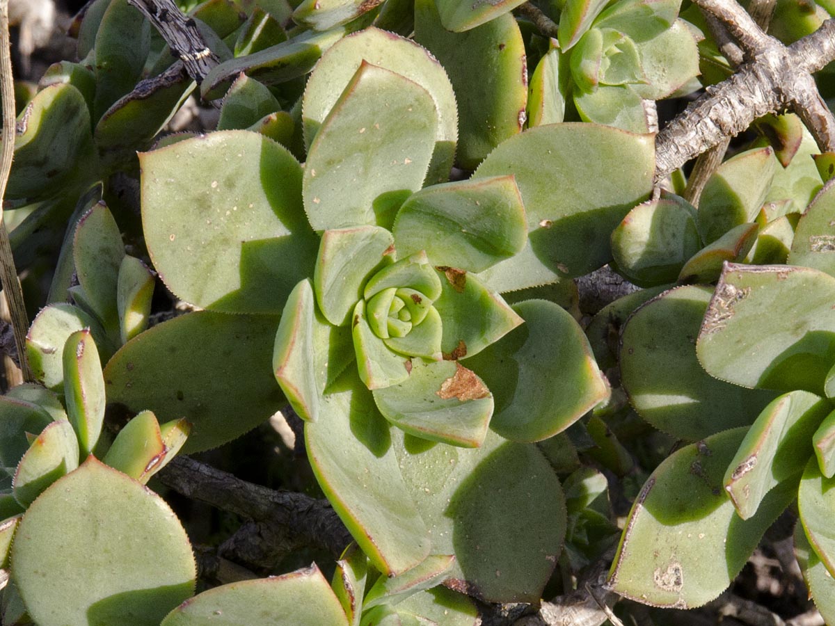 Aeonium haworthii