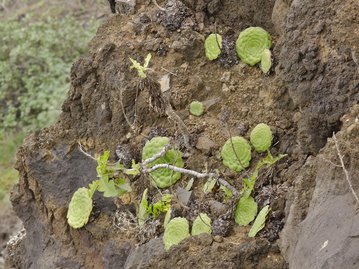 Aeonium tabulaeforme