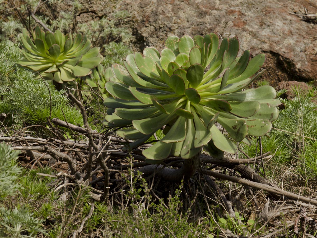 Aeonium urbicum