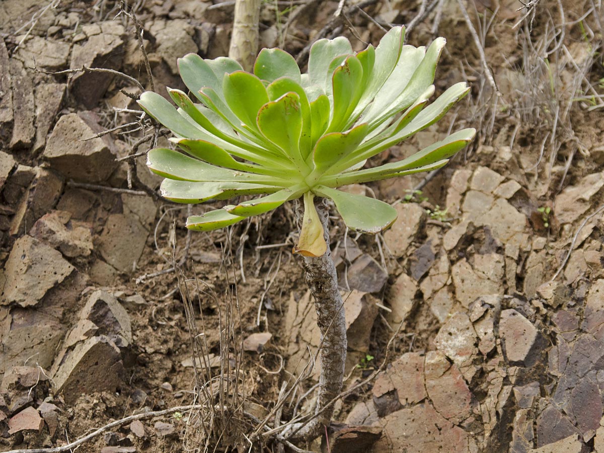 Aeonium urbicum