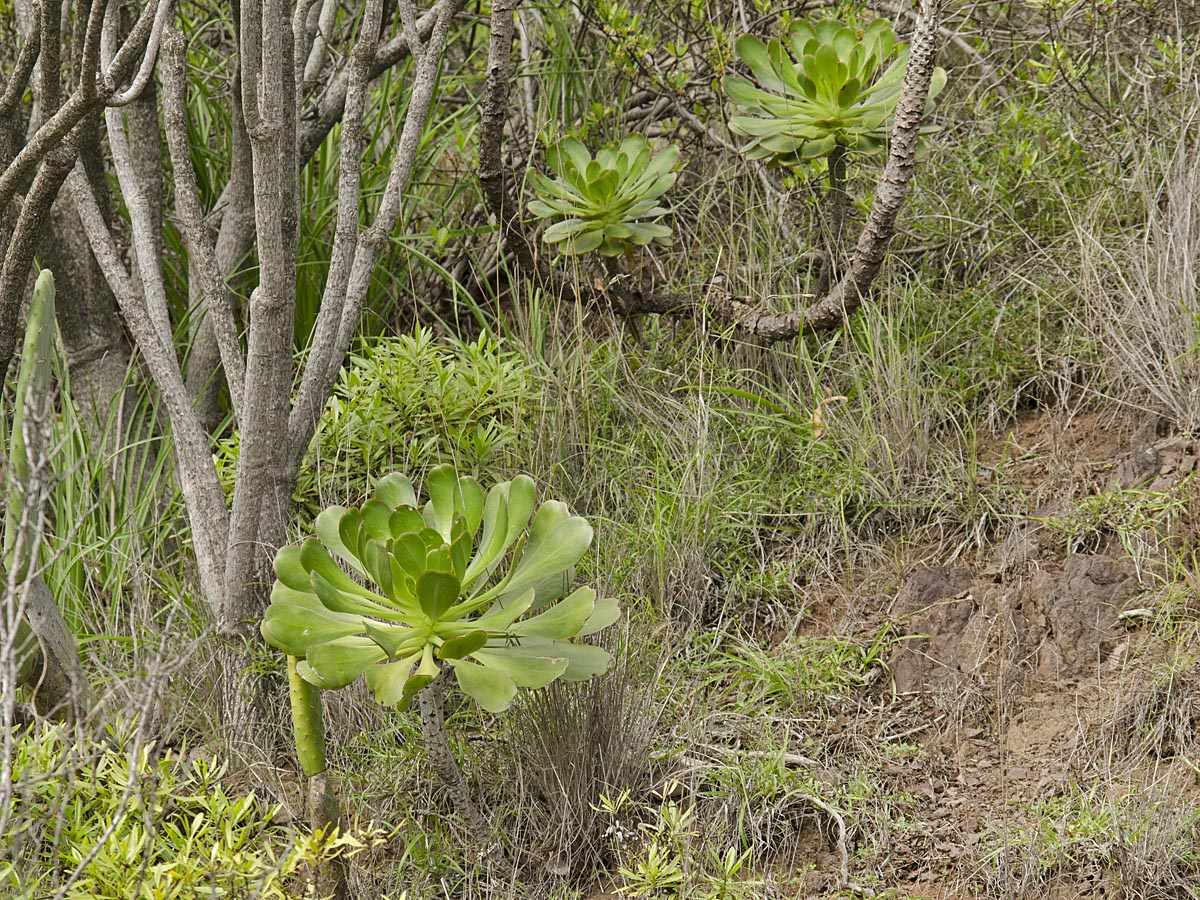 Aeonium urbicum