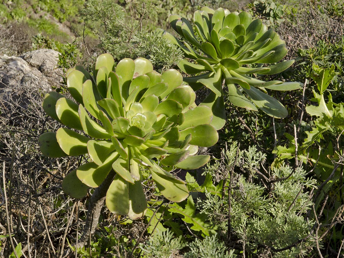 Aeonium urbicum