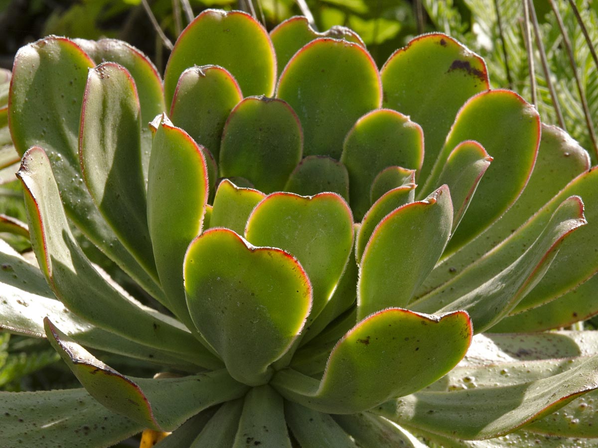 Aeonium urbicum