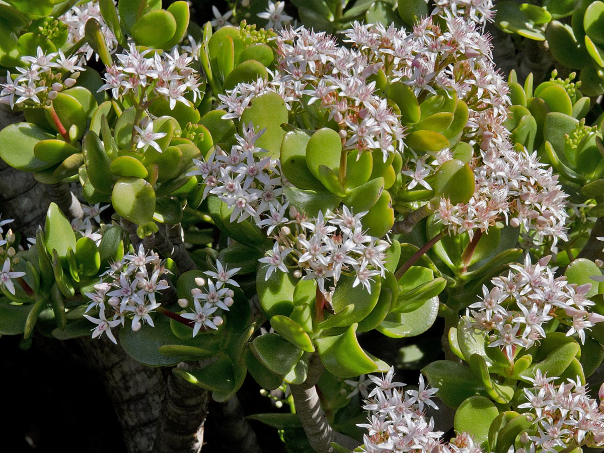 Crassula sp.