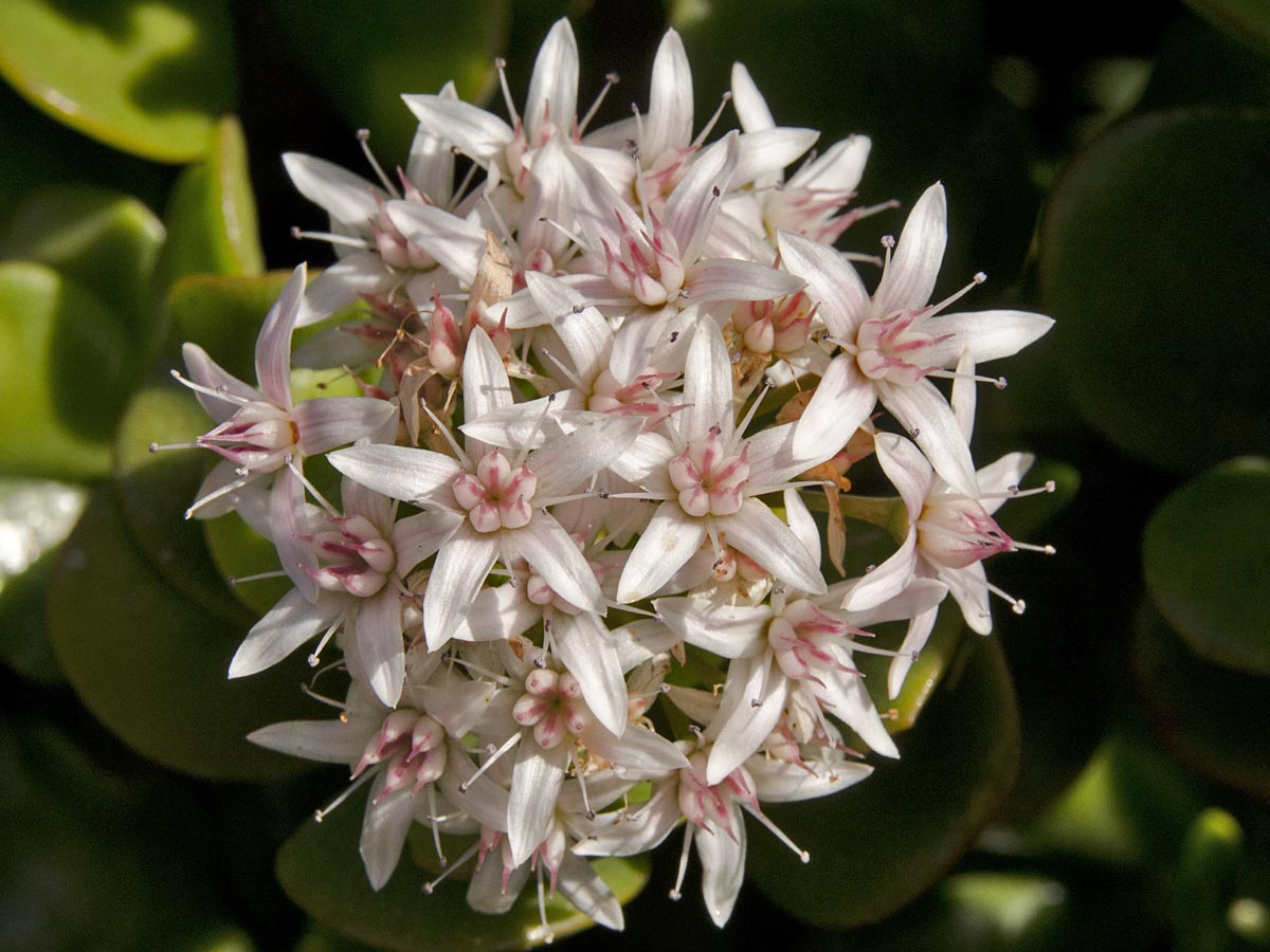 Crassula sp.