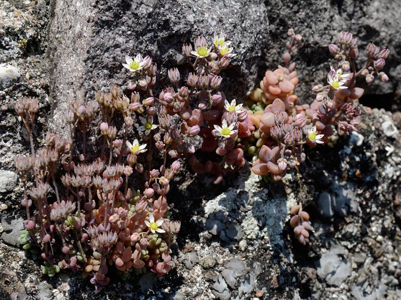 Sedum dasyphyllum