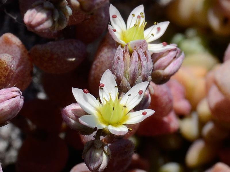 Sedum dasyphyllum