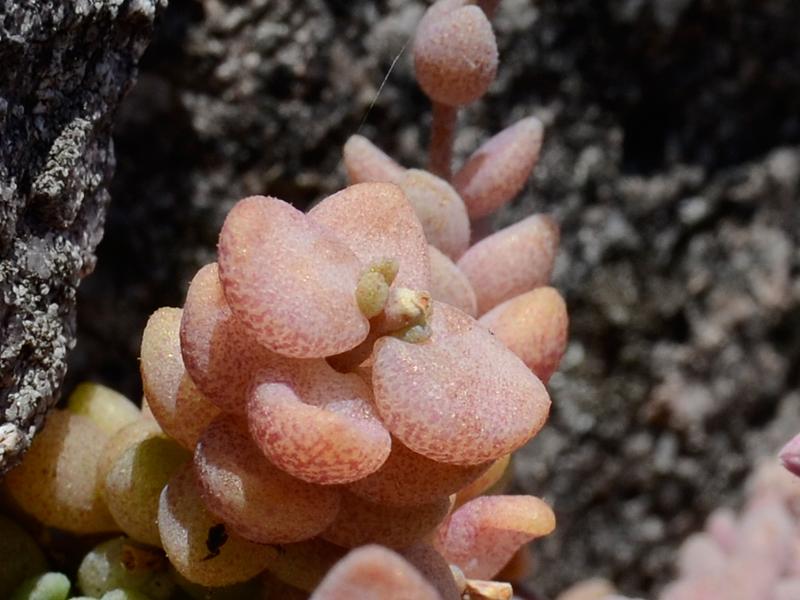 Sedum dasyphyllum