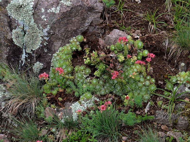 Sempervivum arachnoideum