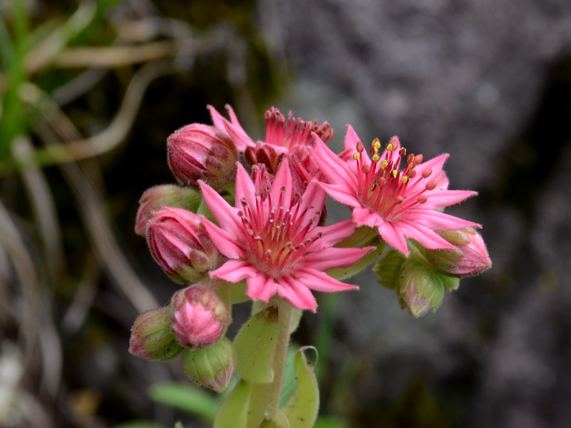 Sempervivum arachnoideum